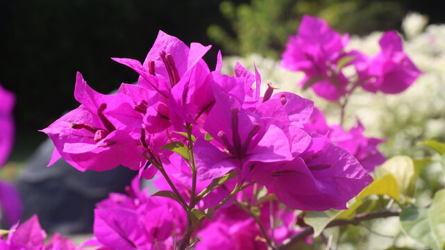Adobe Stock Title English
Vibrant Magenta Bougainvillea Flowers Blooming in a Tropical Garden with Green Leaves
