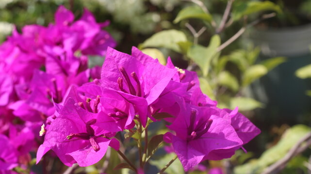 Adobe Stock Title English
Vibrant Magenta Bougainvillea Flowers Blooming in a Tropical Garden with Green Leaves
