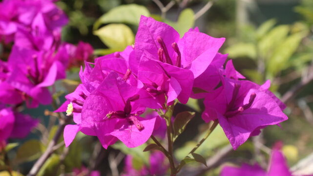 Adobe Stock Title English
Vibrant Magenta Bougainvillea Flowers Blooming in a Tropical Garden with Green Leaves
