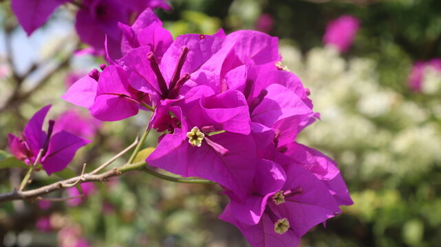 Adobe Stock Title English
Vibrant Magenta Bougainvillea Flowers Blooming in a Tropical Garden with Green Leaves

