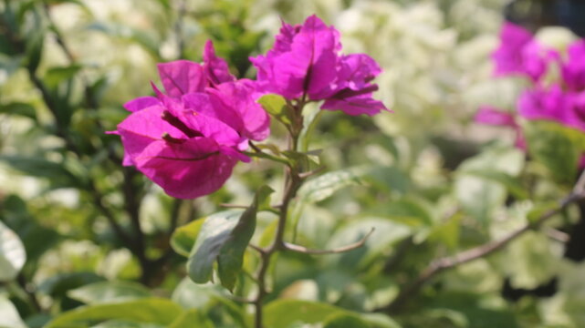Adobe Stock Title English
Vibrant Magenta Bougainvillea Flowers Blooming in a Tropical Garden with Green Leaves
