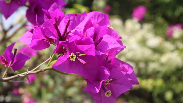 Adobe Stock Title English
Vibrant Magenta Bougainvillea Flowers Blooming in a Tropical Garden with Green Leaves
