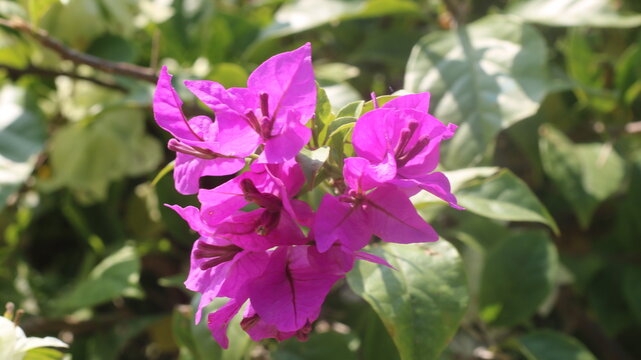 Adobe Stock Title English
Vibrant Magenta Bougainvillea Flowers Blooming in a Tropical Garden with Green Leaves

