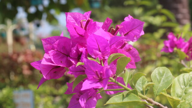 Adobe Stock Title English
Vibrant Magenta Bougainvillea Flowers Blooming in a Tropical Garden with Green Leaves
