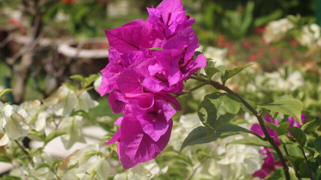 Adobe Stock Title English
Vibrant Magenta Bougainvillea Flowers Blooming in a Tropical Garden with Green Leaves
