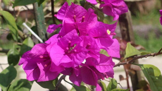 Adobe Stock Title English
Vibrant Magenta Bougainvillea Flowers Blooming in a Tropical Garden with Green Leaves
