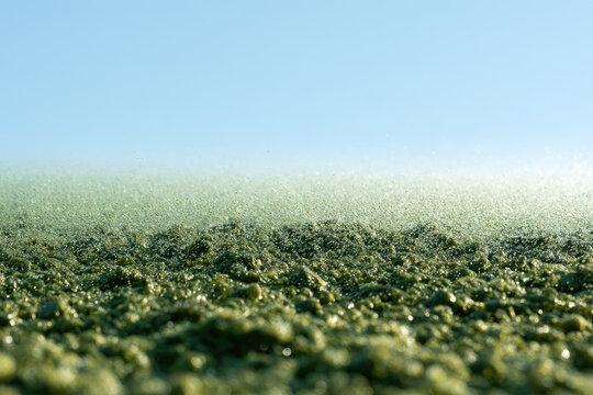Moss covered ground green moss morning sunlight water droplet macro texture natural surface