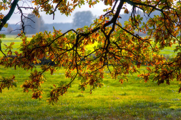 Magiczne kolory jesieni na Podlasiu, Polska © podlaski49