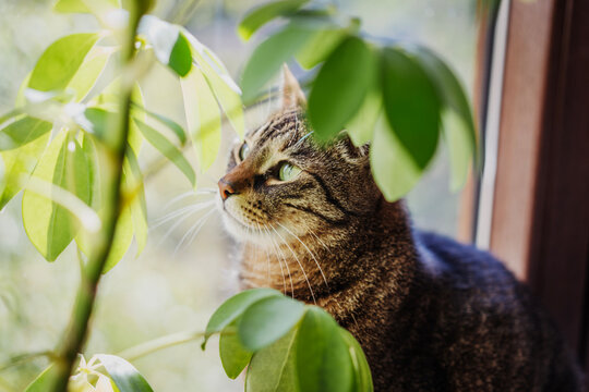 Close up portrait of cute tabby cat with bright green eyes in beautiful plant bokeh