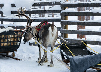 Reindeer in traditional harness standing near a sled in winter paddock © Krafla