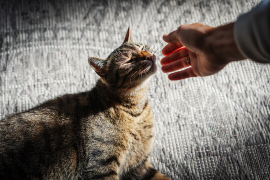 Cute tabby cat lying on a carpet in warm sunlight and reaching for owner hand close up