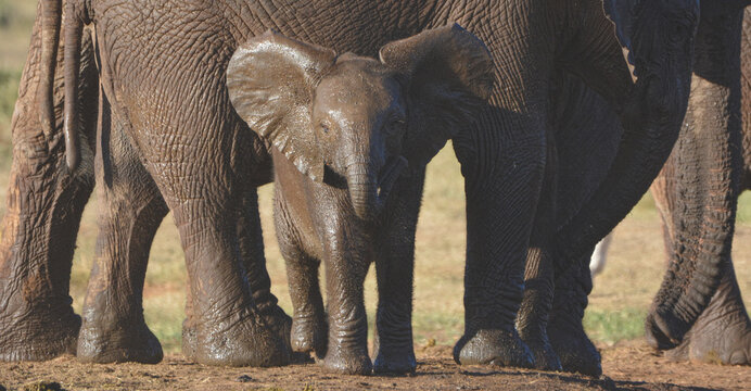 Adorable African elephant calf Loxodonta africana standing alert with ears out, protected between the legs of adult herd members in Addo Elephant National Park, South Africa. Muddy skin from wallowing