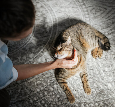 Top view of woman gently petting cute tabby cat lying on carpet in sunlight
