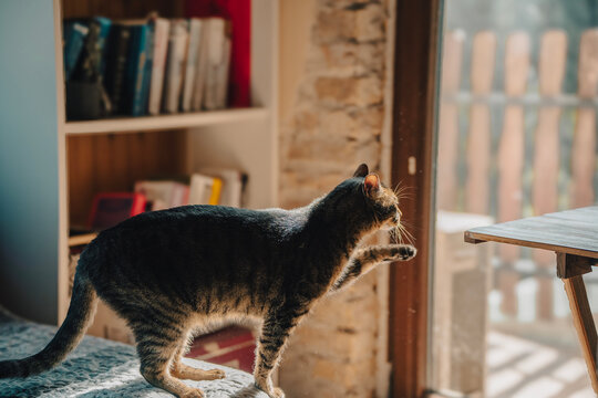 Grey tabby cat climbing from sofa to desk in front of window and bookshelf