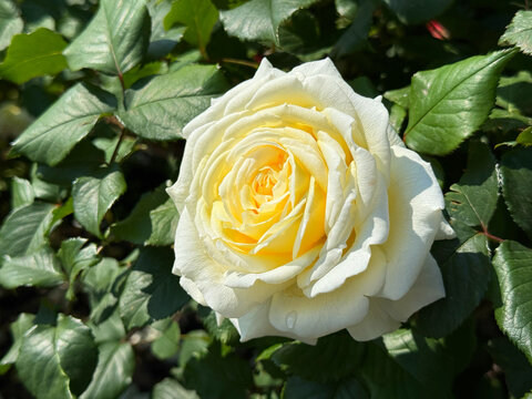 An exquisite white rose in the garden 