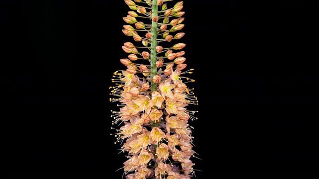 Orange Flower Eremurus Blooming in Time Lapse on a Black Background. Foxtail Lily or Eremurus Stenophyllus