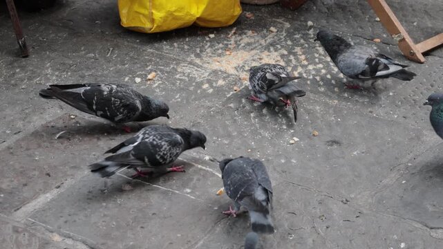 Flock of pigeons eating bread crumbs on stone pavement
