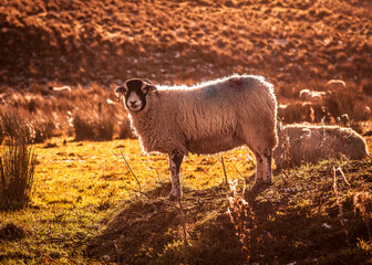 Lonk sheep standing on a grassy hill during golden hour in Barley near Pendle Hill Lancashire © Jon