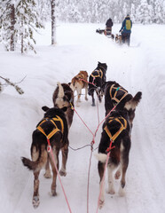 Huskies pull a sled along a snowy forest trail near Kolari, Finnish Lapland, Finland, as winter travelers follow the route beneath frost-covered trees. © Fokke Baarssen