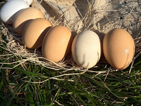 Half dozen fresh farm eggs