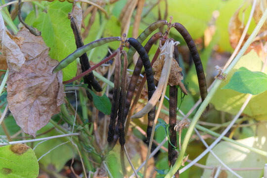 Vigna mungo seed head in garden. Black matpe plant in gardening. Organic plant in farming. Farmland in sunny day.