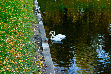 Park pond background - two white swans swimming near a concrete edge while ducks rest on the grassy bank covered in fallen autumn leaves © syntheticmessiah