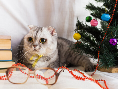 Interested gray cat lying near open book and Christmas tree