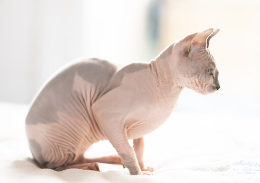 Hairless domestic pet, kitten of Sphynx breed
