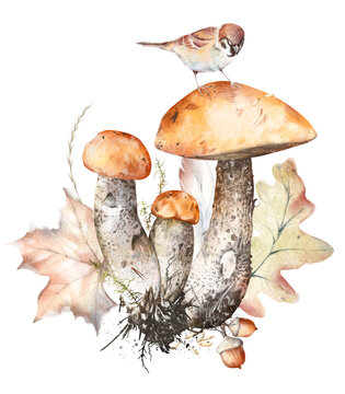 Watercolor hand drawn composition of birch bolete mushrooms with roots, moss, sparrow bird, oak and maple leaves, acorns, isolated on white background. Rustic autumn woodland clipart nature design