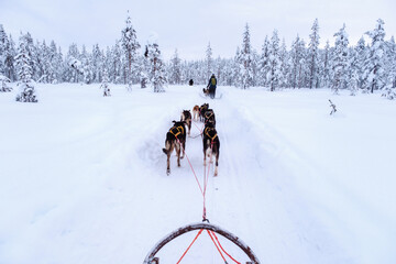 A husky team pulls a sled along a quiet winter trail near Kolari, Finnish Lapland, Finland, beneath snow-covered trees in the pale light of day. © Fokke Baarssen