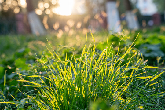 A close-up view of vibrant green grass blades basking in the warm glow of the setting sun. The soft sunlight creates a serene atmosphere in the lush meadow.