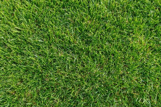 The Grass Closeup: Lush Green Blades Create a Textured Lawn Surface
