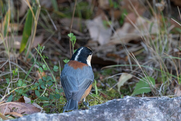 Close up back view of varied tit bird perched on ground with fallen dry autumn leaves in Japan © Kazutaka