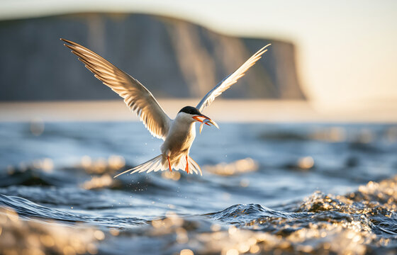 Tern carrying a fish above waves near coastal cliffs