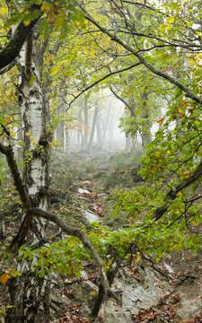 Mystischer herbstlicher Waldweg im Nebel mit einer markanten Birke