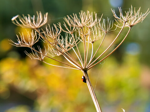 Ladybird climbing the stem of a dried umbellifer seed head with spider silk against a golden blurred background
