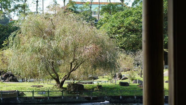 Lush Green Tree and Traditional Garden Landscape Viewed from a Wooden