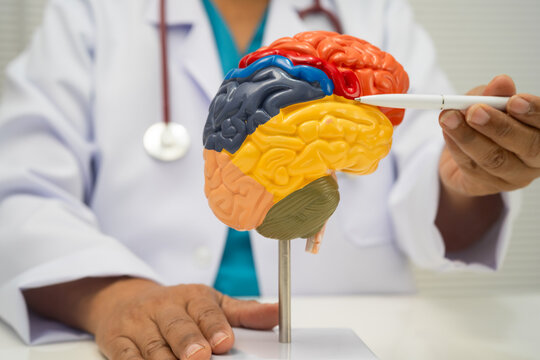 Asian doctor holding brain anatomy model for study diagnosis and treatment in hospital.