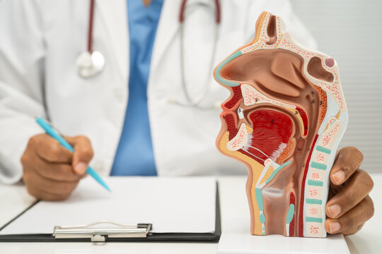 Asian doctor with nasal oral throat cavity neck human anatomy model for study diagnosis and treatment in hospital.