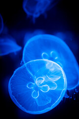 Translucent jellyfish illuminated by blue light against a dark background © じゅんじゅん