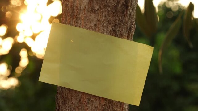 Blank yellow paper note pinned on a tree trunk in nature with sunset light background
