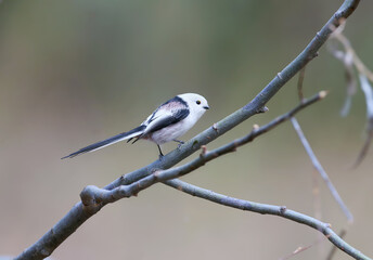 Long-tailed Tit (Aegithalos caudatus) perching on a thin bare branch with a long tail. © VOLODYMYR KUCHERENKO