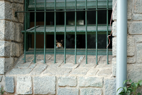 Calico cat peeking head out through an iron window frame