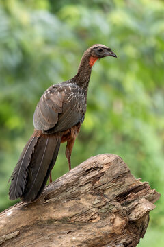 Chestnut-bellied Guan - Penelope ochrogaster, beautiful medium size bird native to the dry forests and swamplands of Brazil, Pantanal.