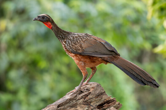 Chestnut-bellied Guan - Penelope ochrogaster, beautiful medium size bird native to the dry forests and swamplands of Brazil, Pantanal.
