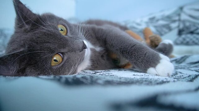 A grey domestic cat on a soft blanket with a toy. Close-up, yellow eyes, white paws, home interior.