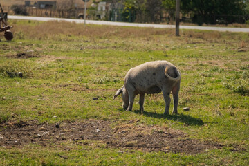 Pig walking and grazing on green field during daytime near a rural area © Chris