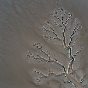 Branching tidal channels across a coastal mudflat