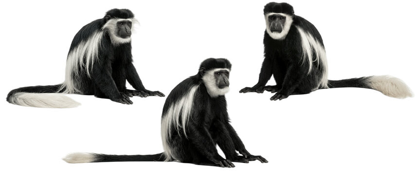 Angolan colobus monkeys sitting isolated transparent background