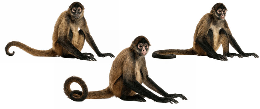 Capuchin monkey with tire tube sitting relaxed on white background